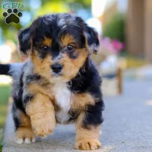 Bam Bam, Yorkie Poo Puppy